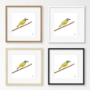 Grey Headed Bush Shrike - GHBS