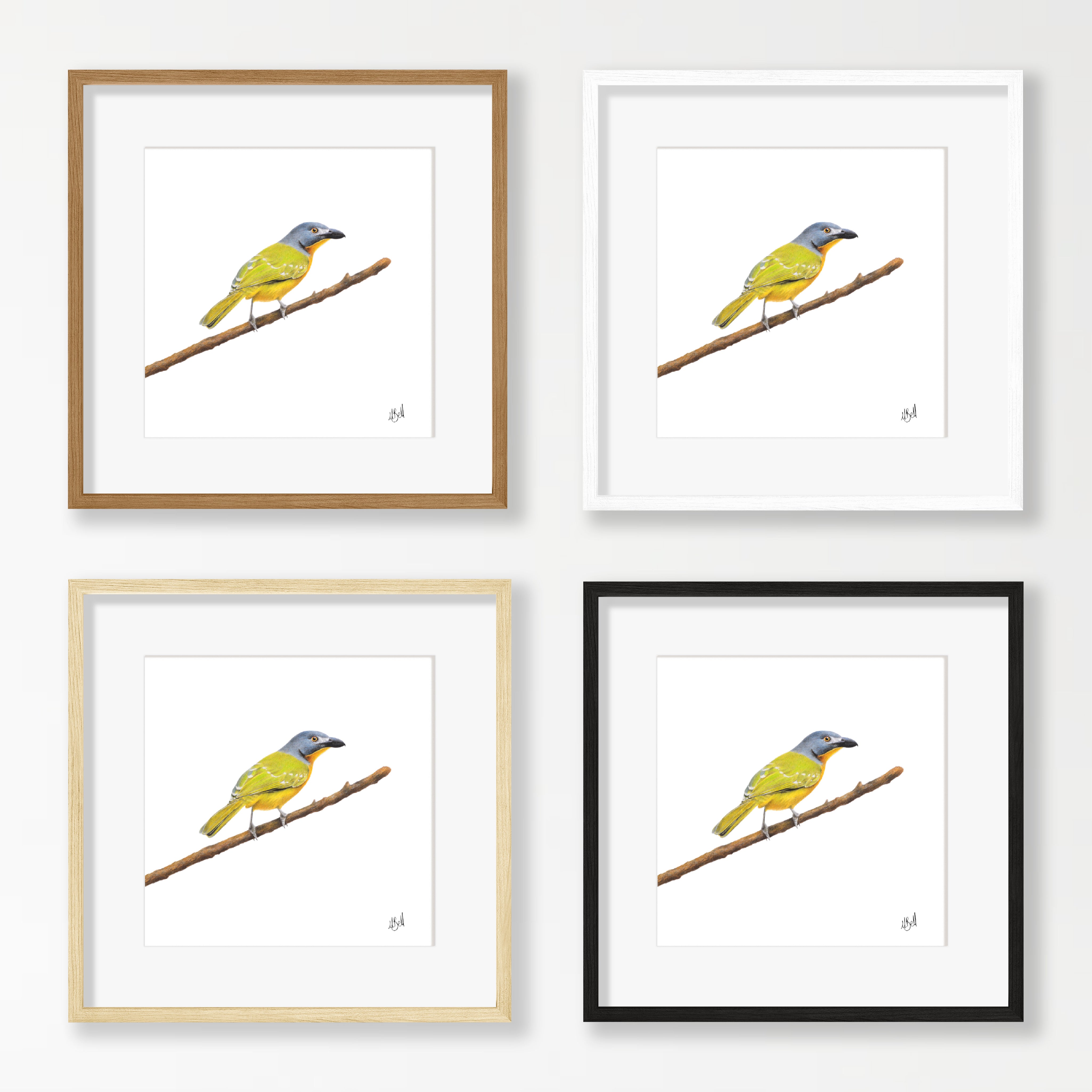 Grey Headed Bush Shrike - GHBS