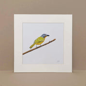 Grey Headed Bush Shrike South African bird artwork