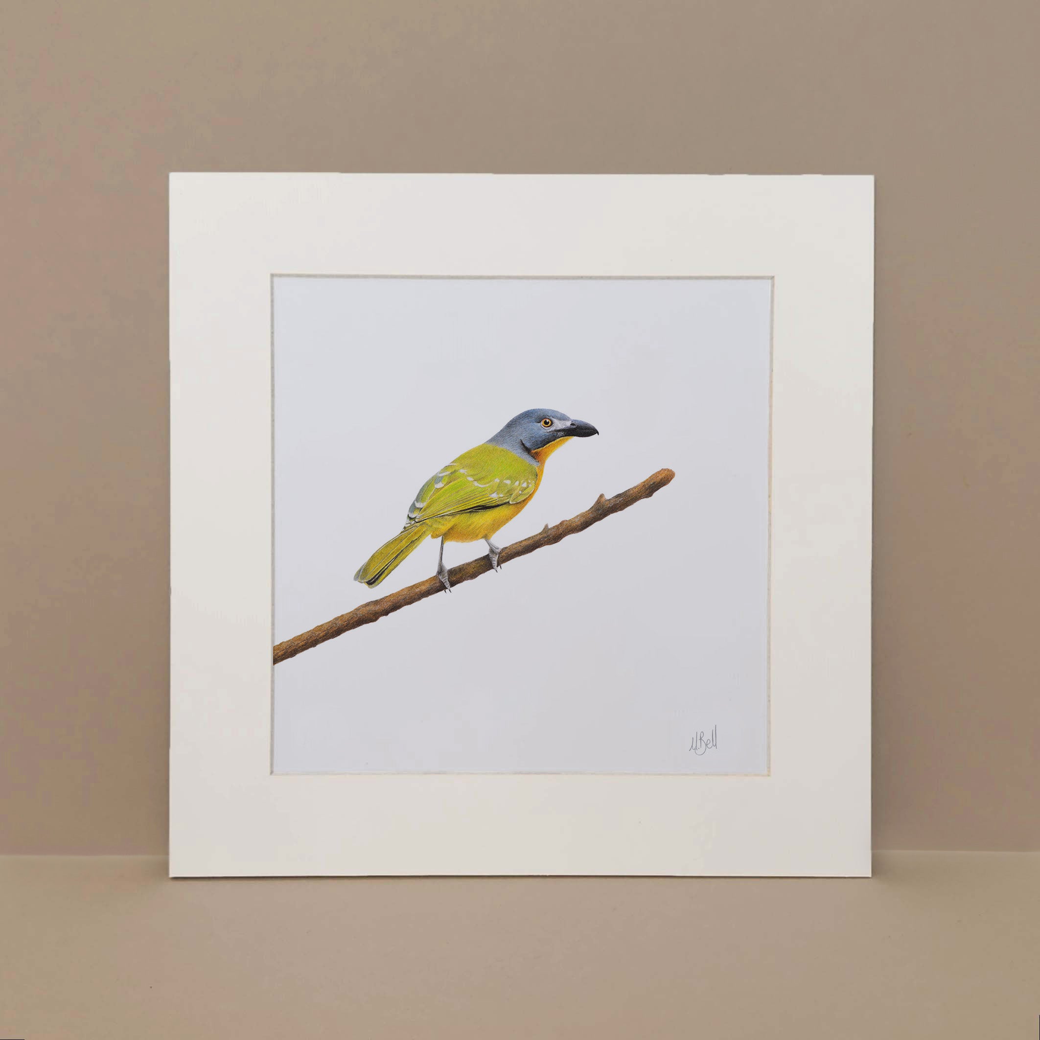 Grey Headed Bush Shrike South African bird artwork