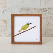 Kiaat wood framed miniature artwork of a Grey Headed Bush Shrike, part of wildlife artist Matthew Bell's birds of South Africa gallery