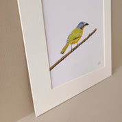 Grey Headed Bush Shrike South African bird artwork