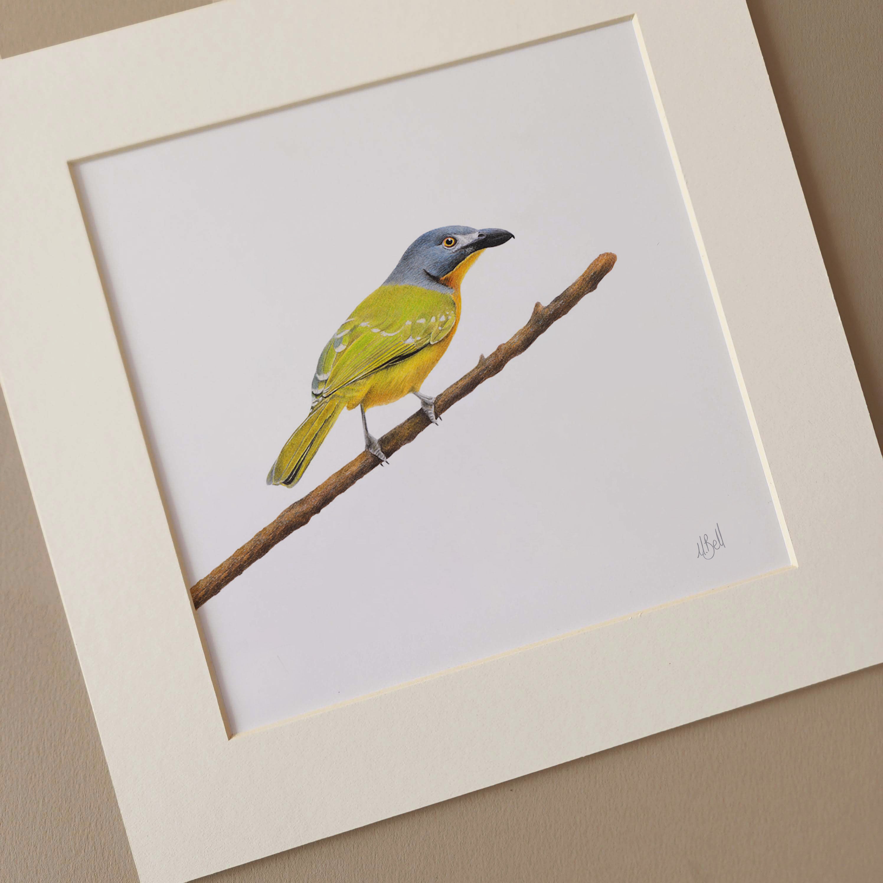 Grey Headed Bush Shrike South African bird artwork 