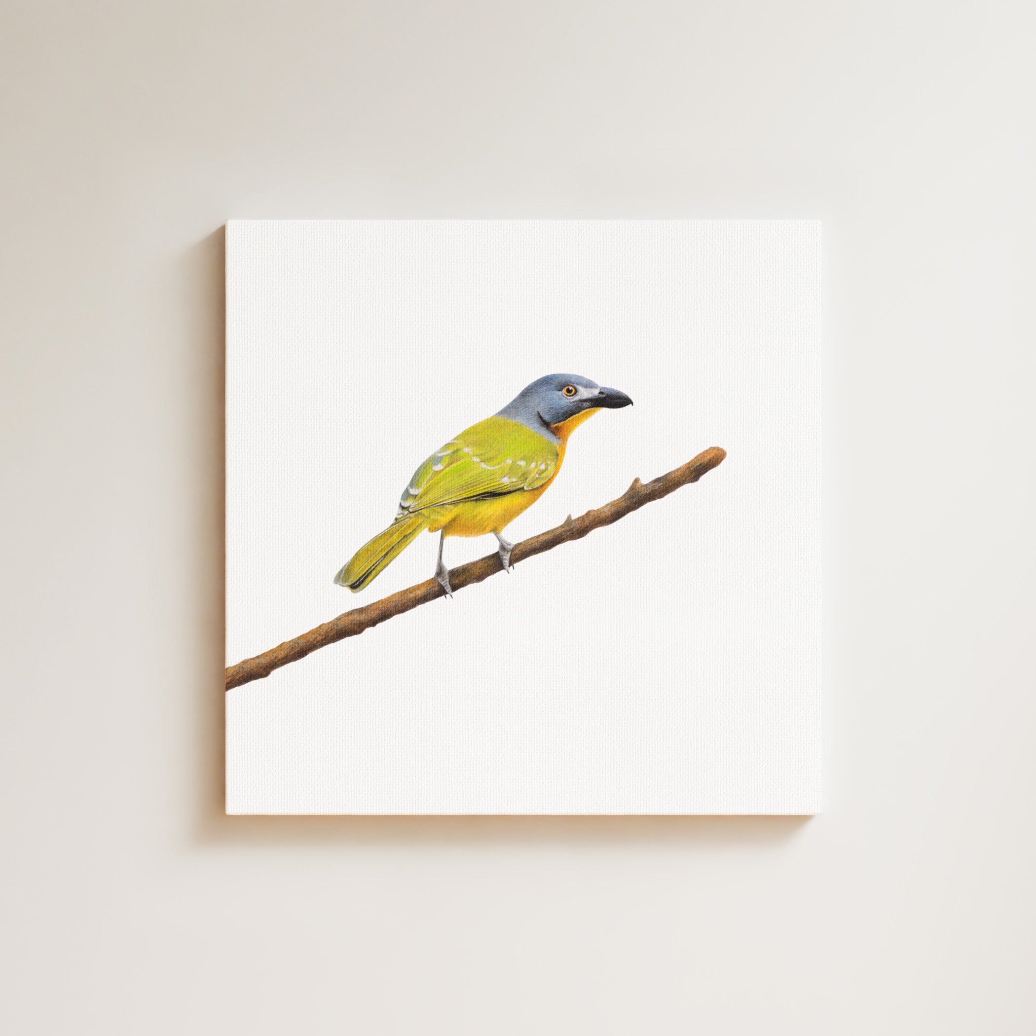Grey Headed Bush Shrike drawing on canvas by South African wildlife artist Matthew Bell