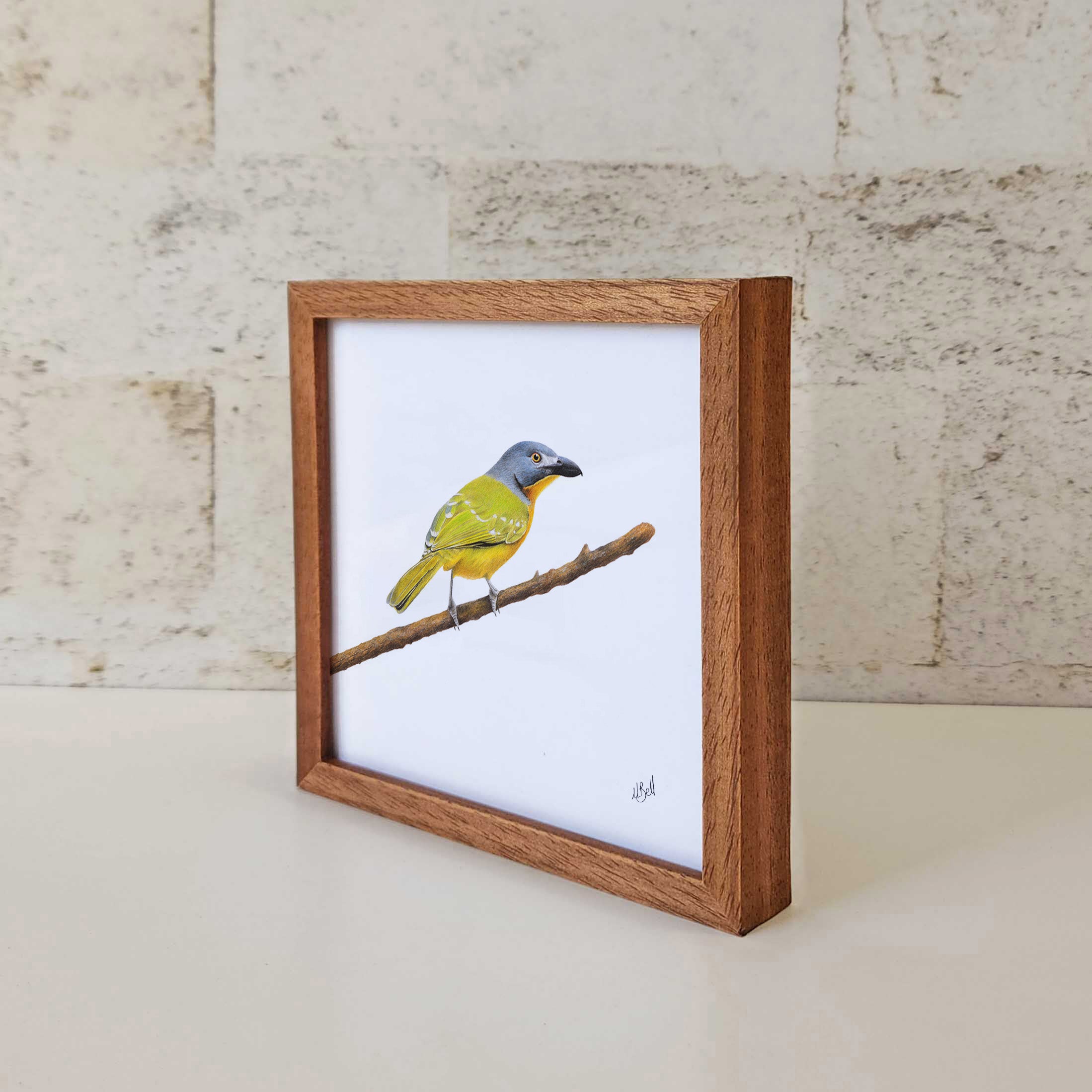 Kiaat wood framed miniature artwork of a Grey Headed Bush Shrike, part of wildlife artist Matthew Bell's birds of South Africa gallery