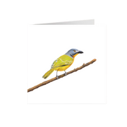 Grey Headed Bush Shrike Greeting Card - GHBS