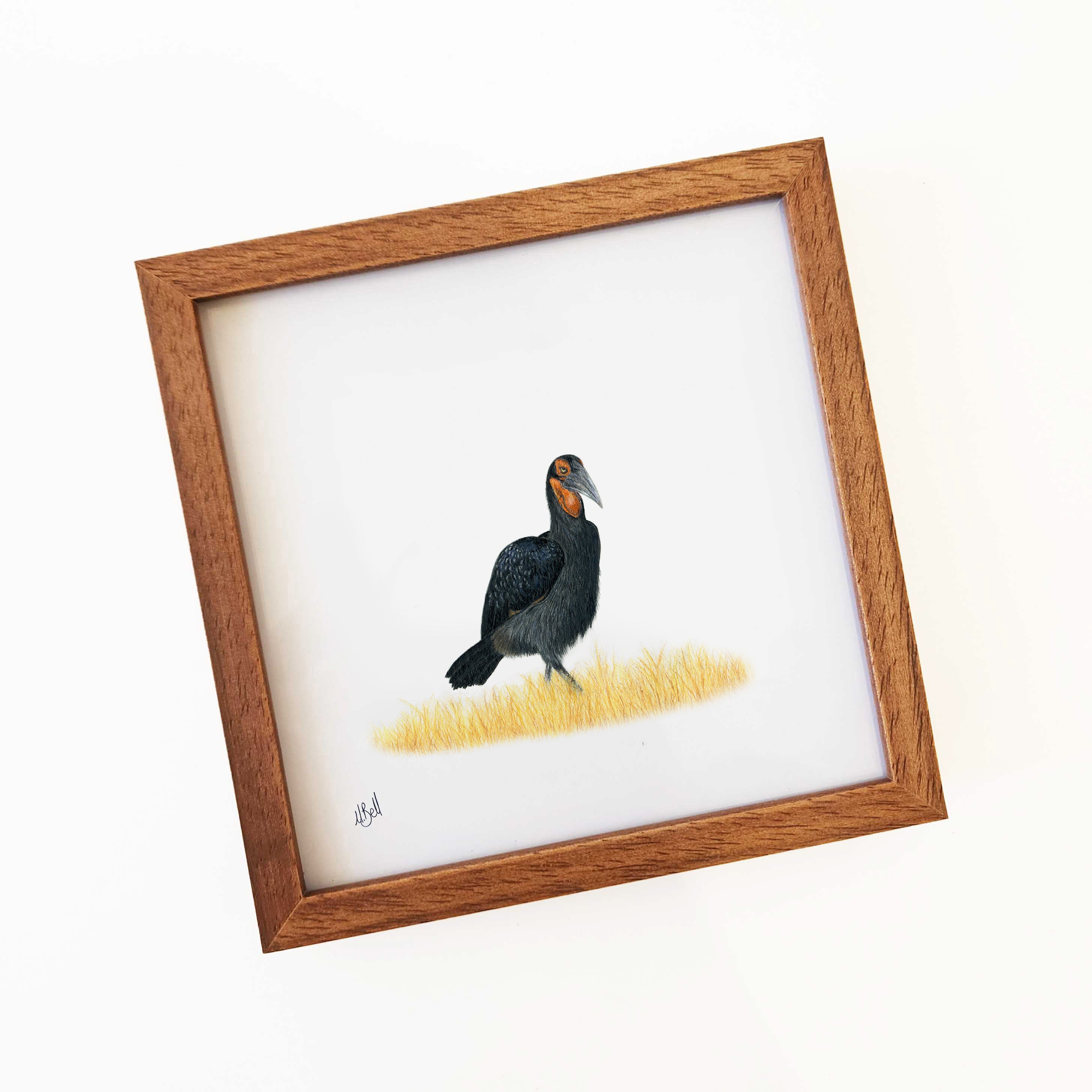 Ground Hornbill - GHB1