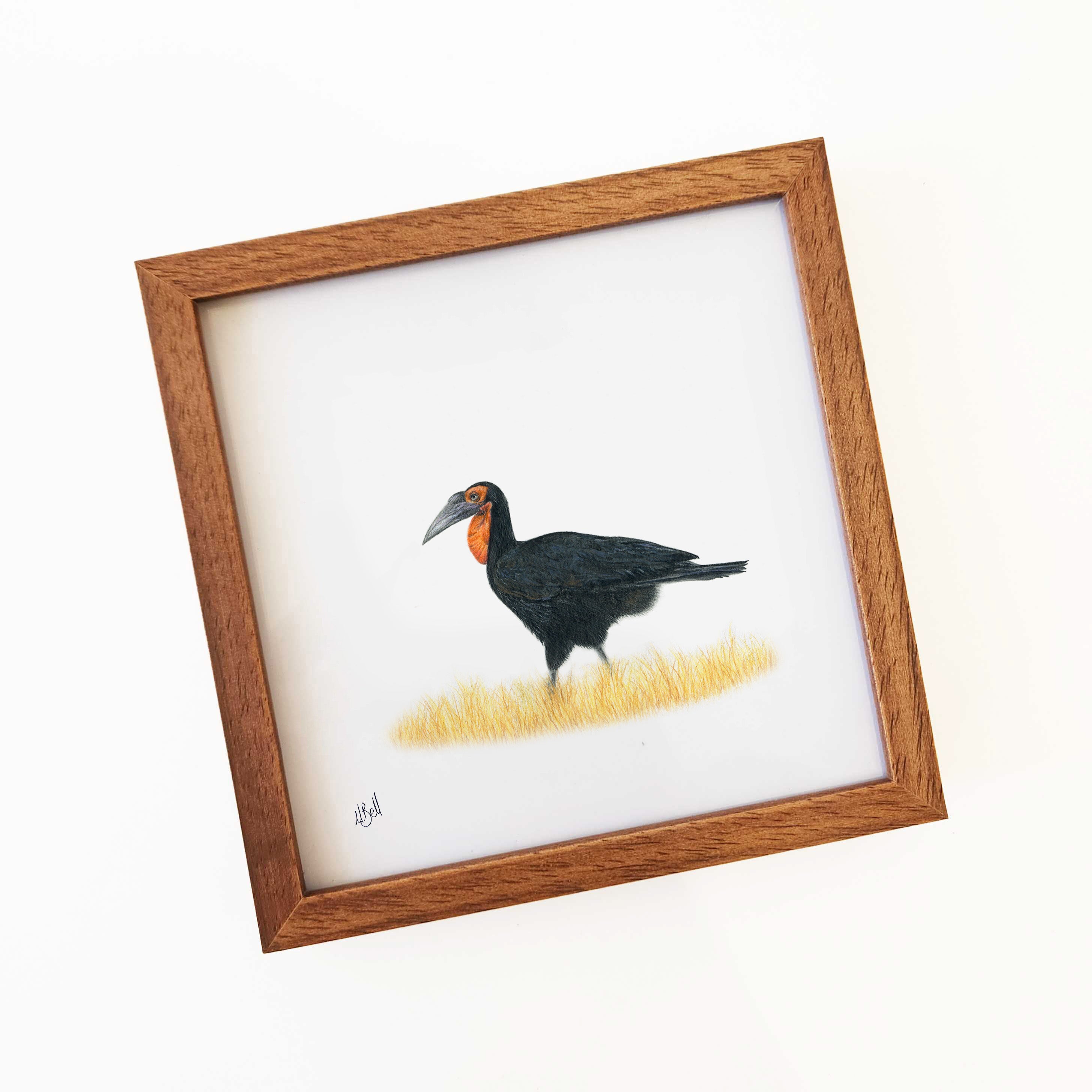 Ground Hornbill - GHB2