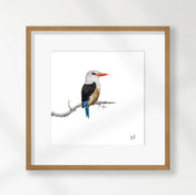 Grey Headed Kingfisher - GHK