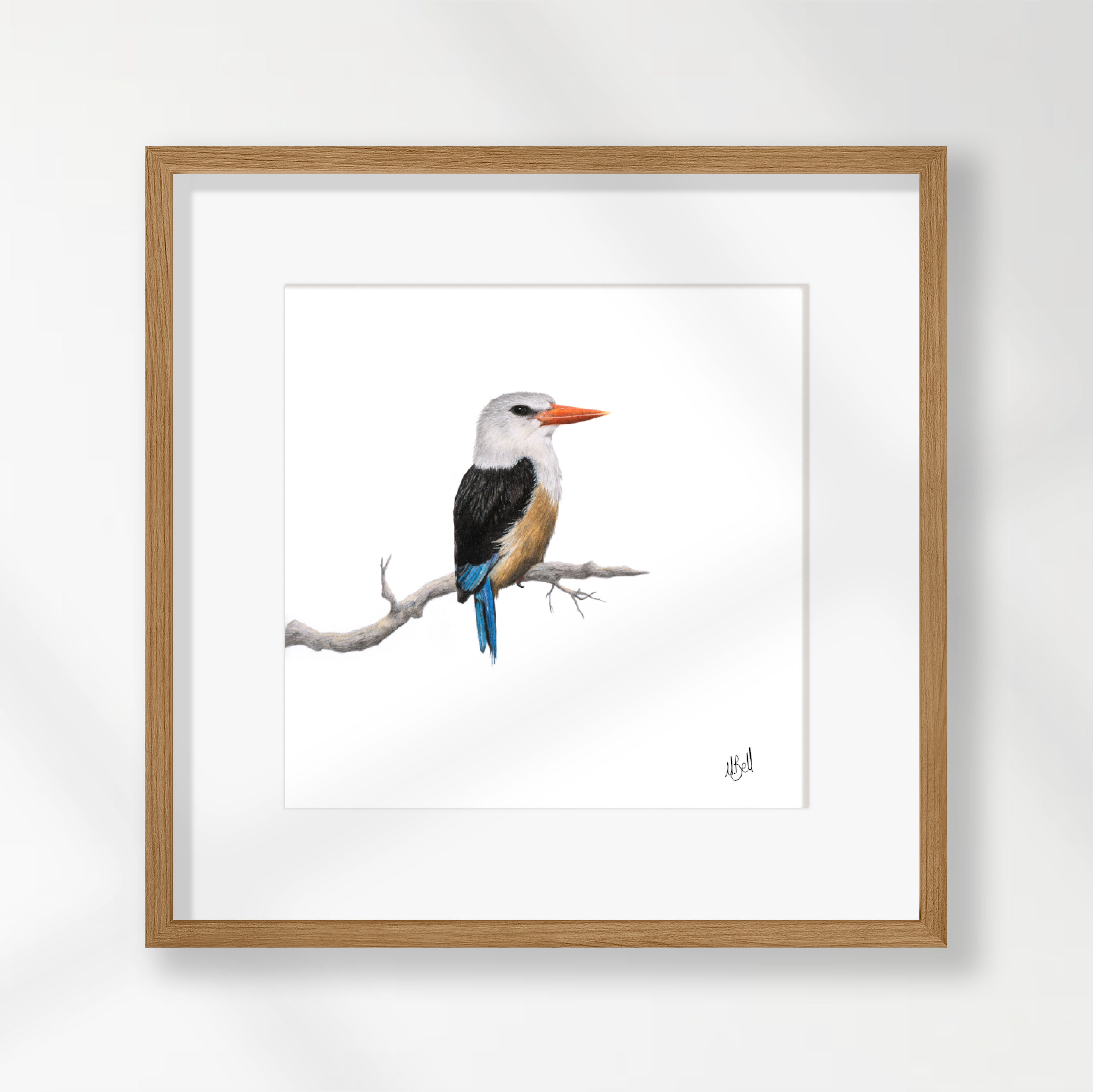 Grey Headed Kingfisher - GHK