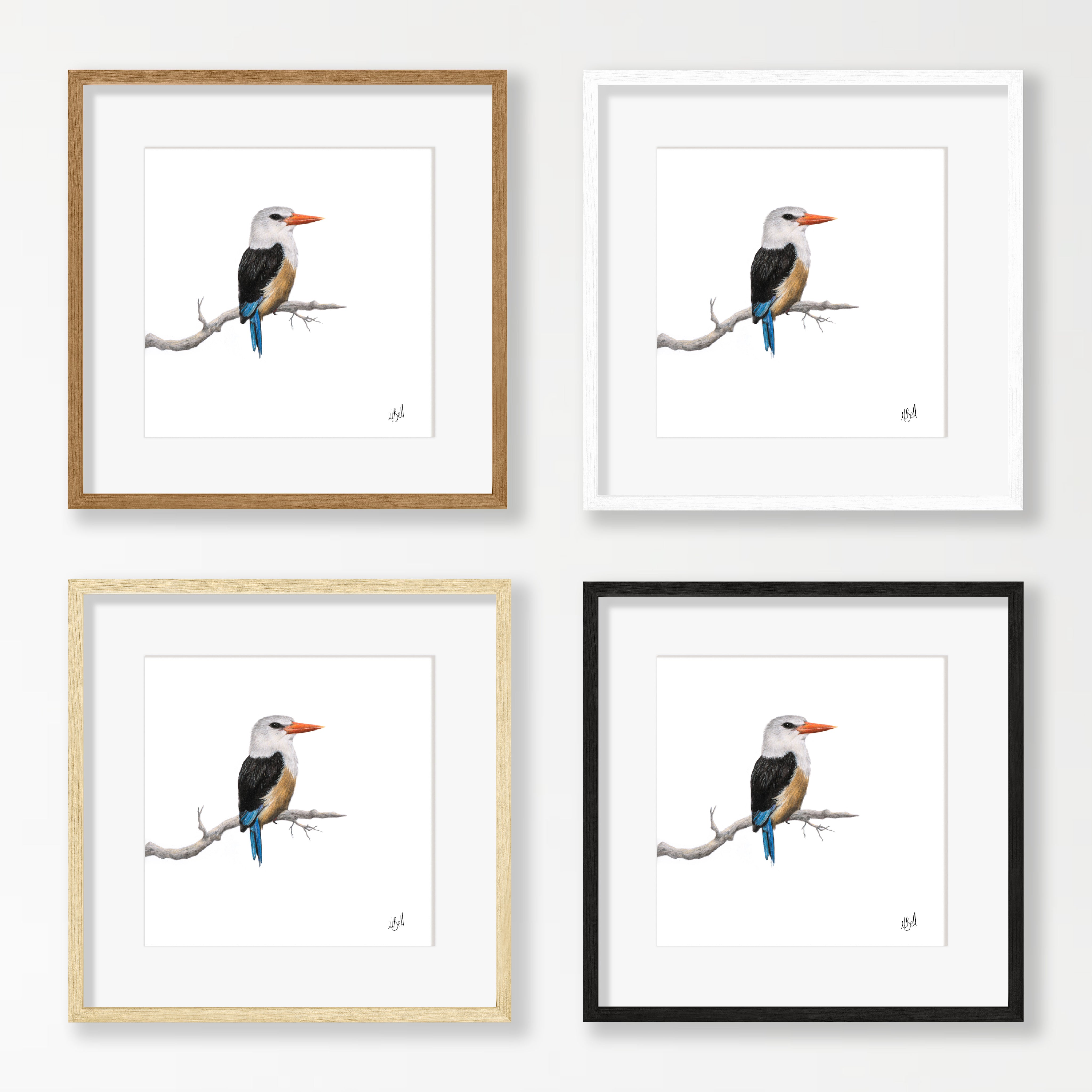 Grey Headed Kingfisher - GHK