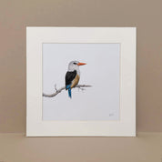 Grey Headed Kingfisher pencil artwork