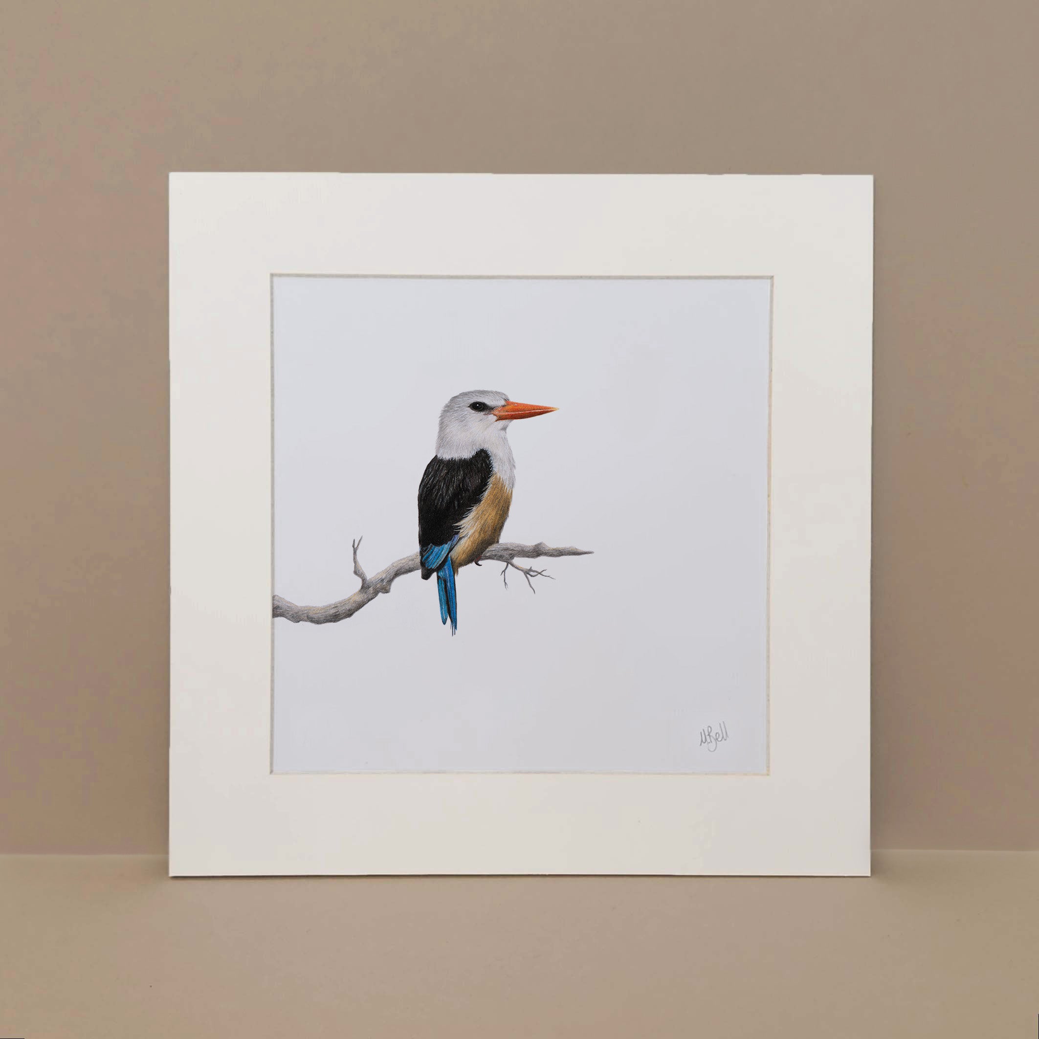 Grey Headed Kingfisher pencil artwork