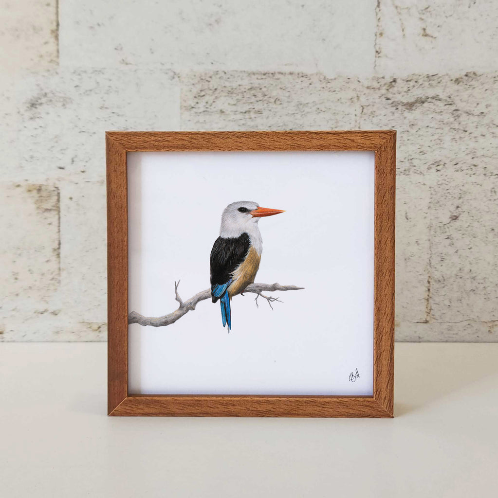 Kiaat wood framed miniature artwork of a Grey Headed Kingfisher, part of wildlife artist Matthew Bell's birds of South Africa gallery