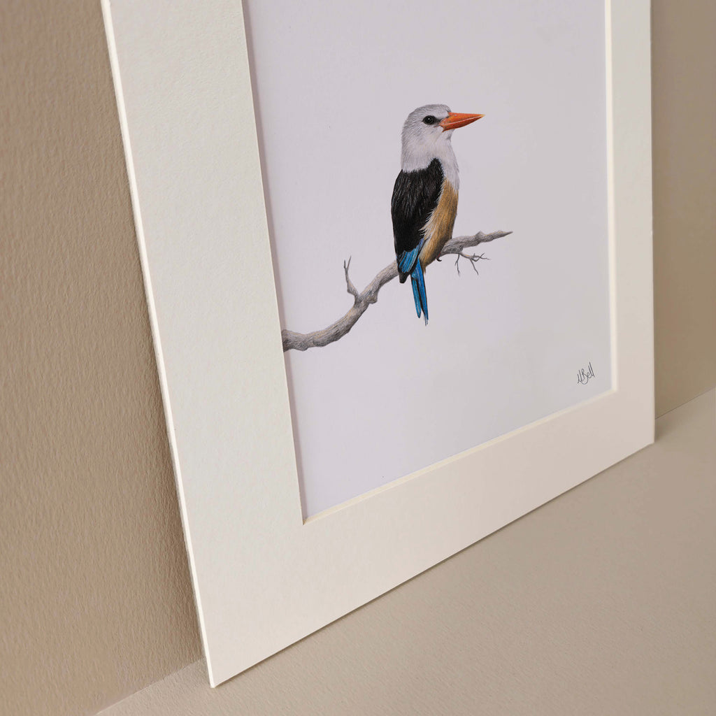 Grey Headed Kingfisher pencil artwork