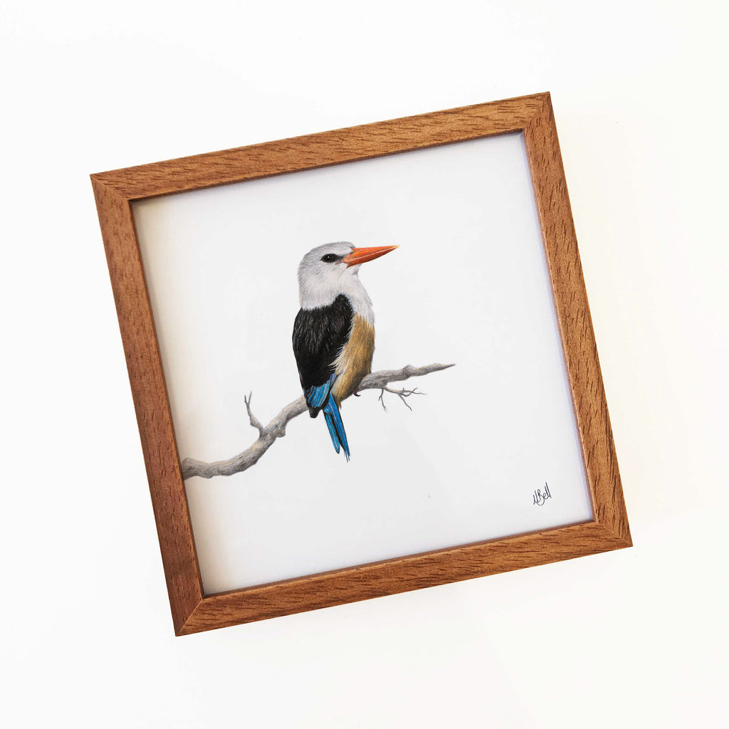 Kiaat wood framed miniature artwork of a Grey Headed Kingfisher, part of wildlife artist Matthew Bell's birds of South Africa gallery
