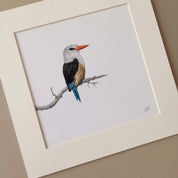 Grey Headed Kingfisher pencil artwork