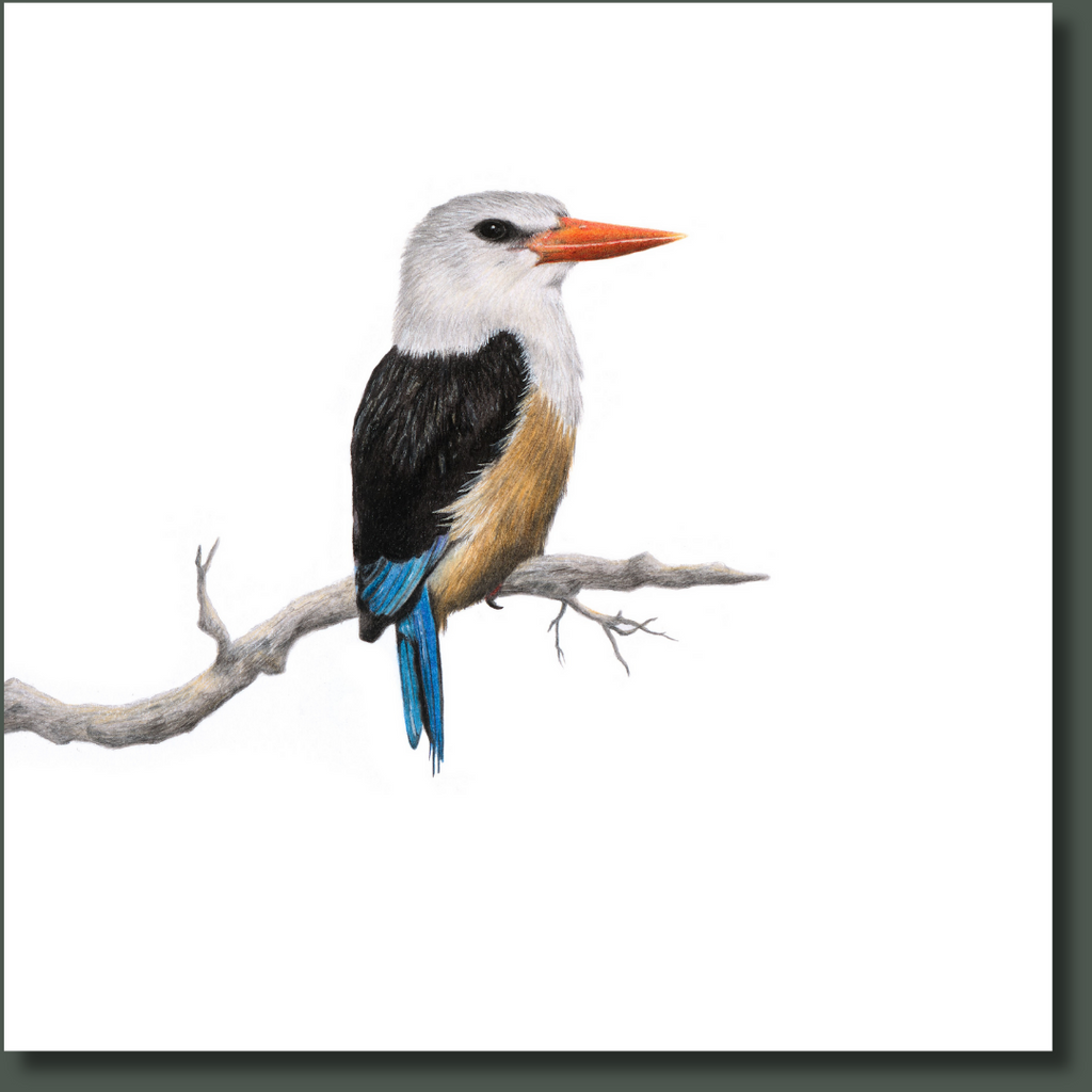 Grey Headed Kingfisher bird artwork on stretched canvas