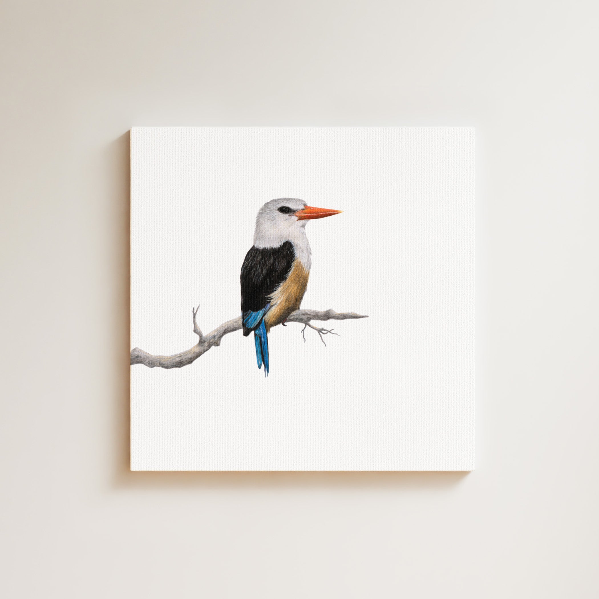 Grey Headed Kingfisher drawing on canvas by South African wildlife artist Matthew Bell