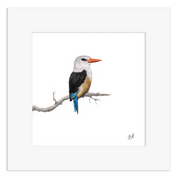 Grey Headed Kingfisher - GHK