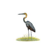 Grey Heron - GH