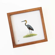 Goliath Heron - GH