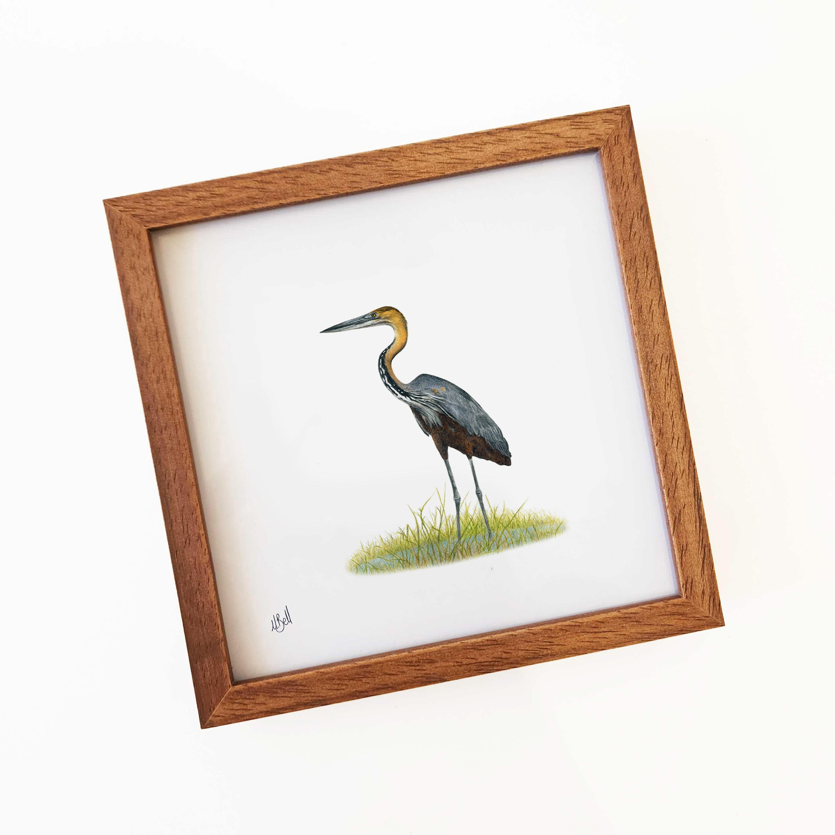 Goliath Heron - GH