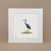 Grey Heron - GH