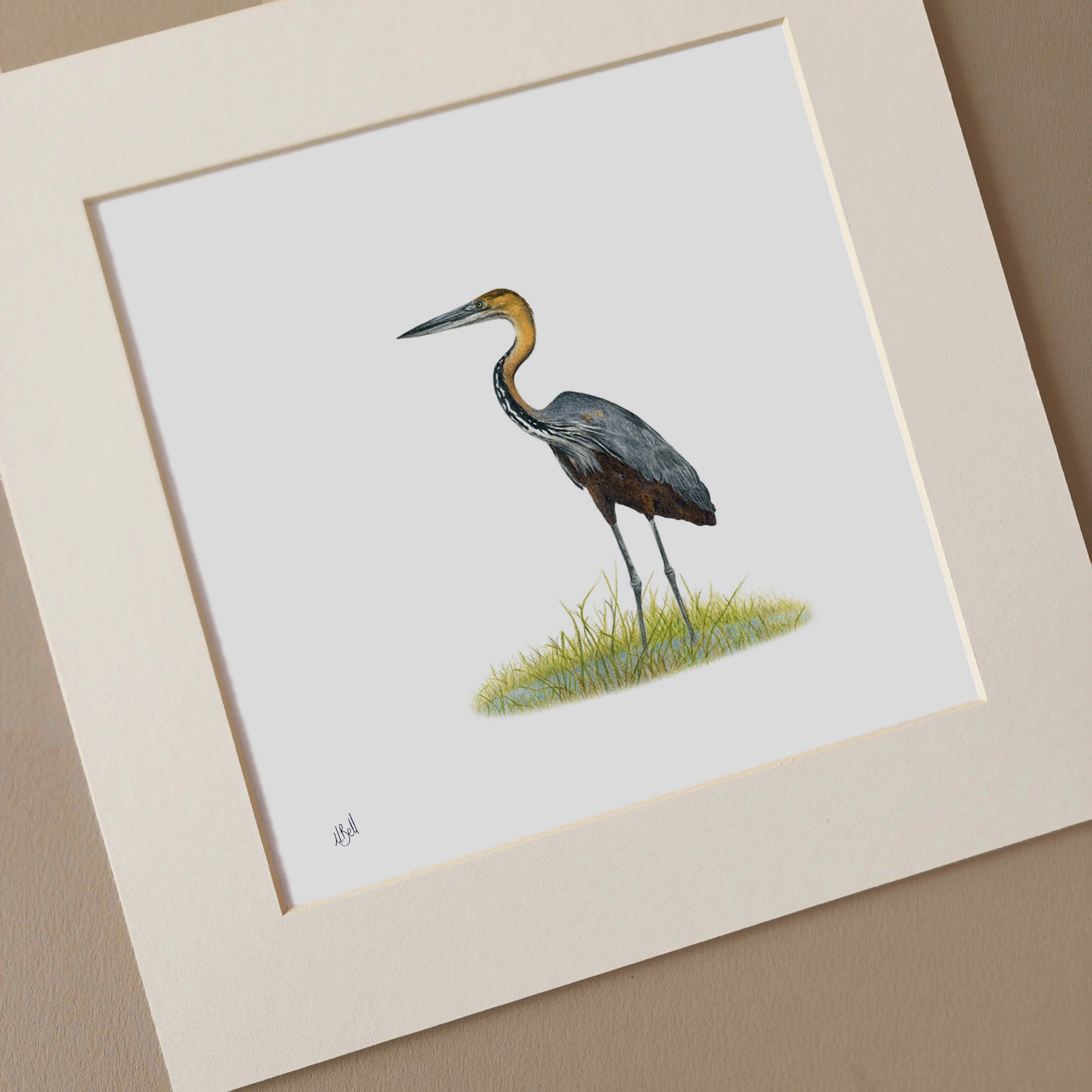 Grey Heron - GH