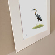 Grey Heron - GH