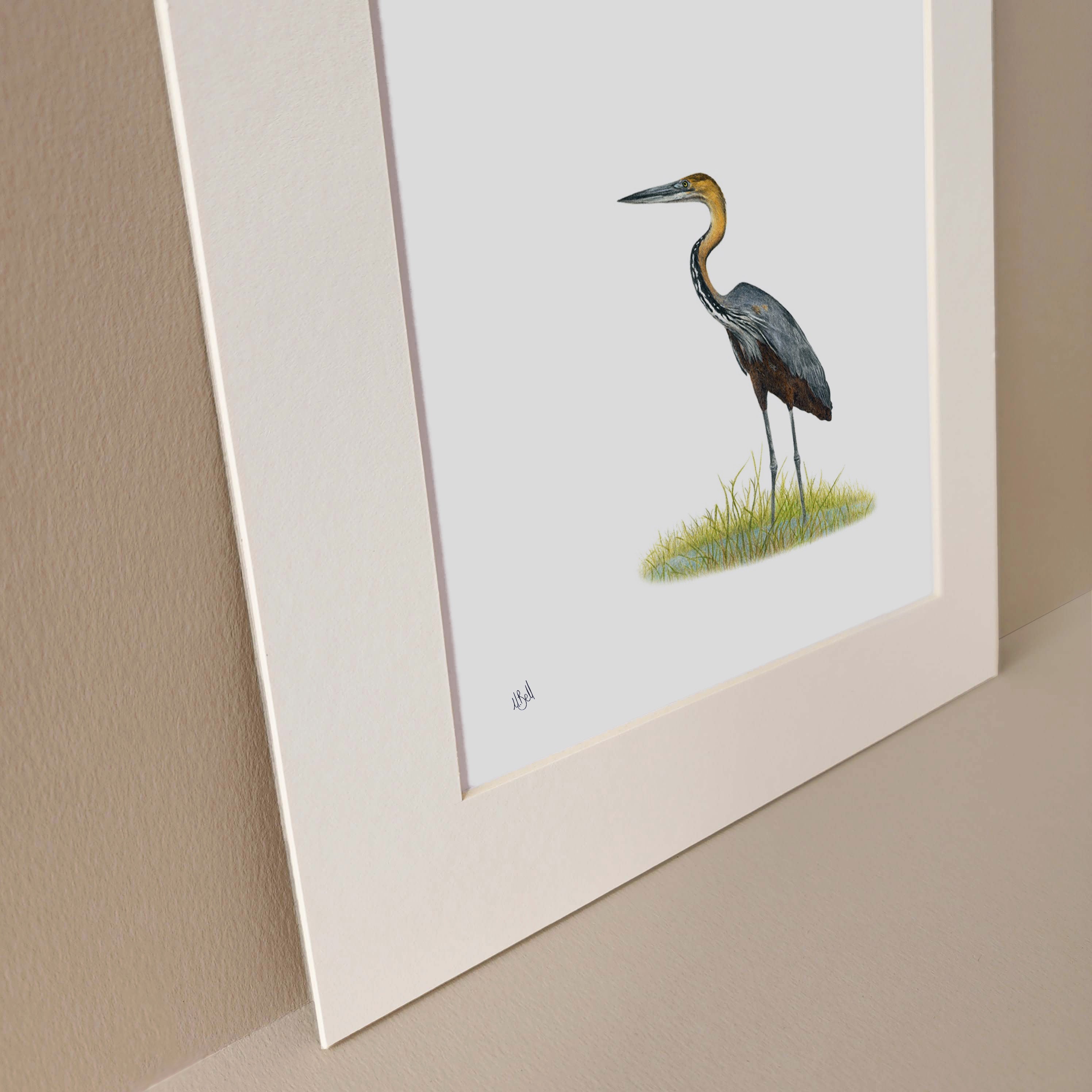 Grey Heron - GH