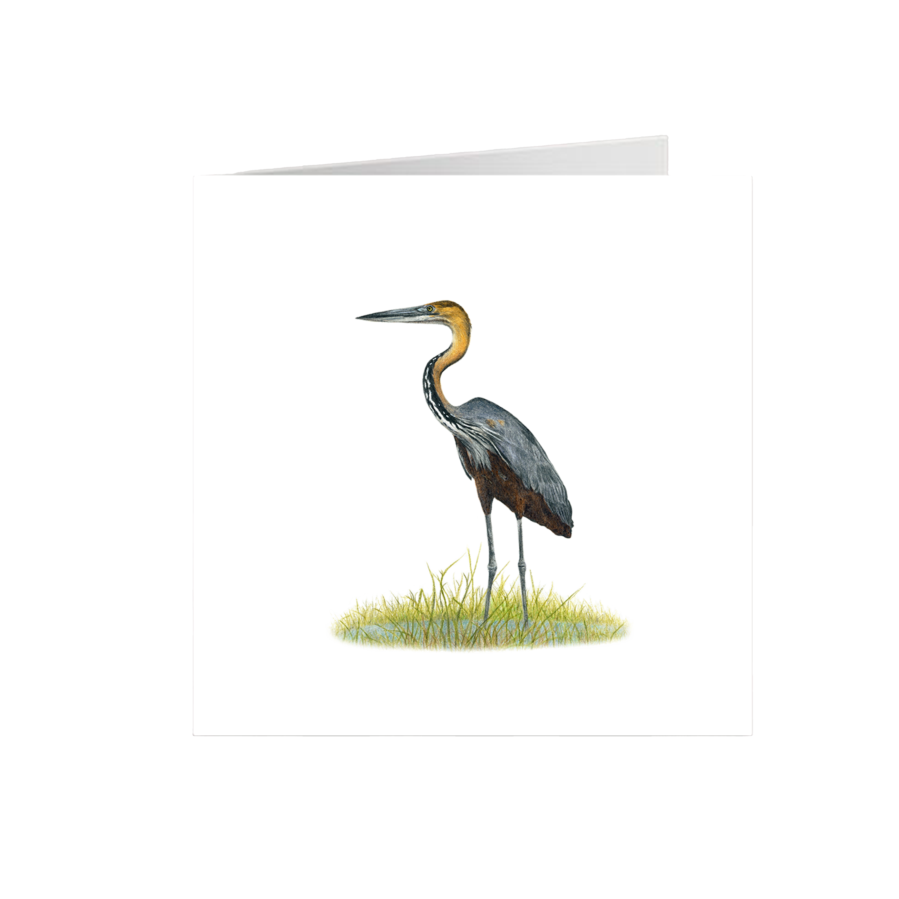 Goliath Heron Greeting Card - GH