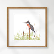 Giant Kingfisher - GKF