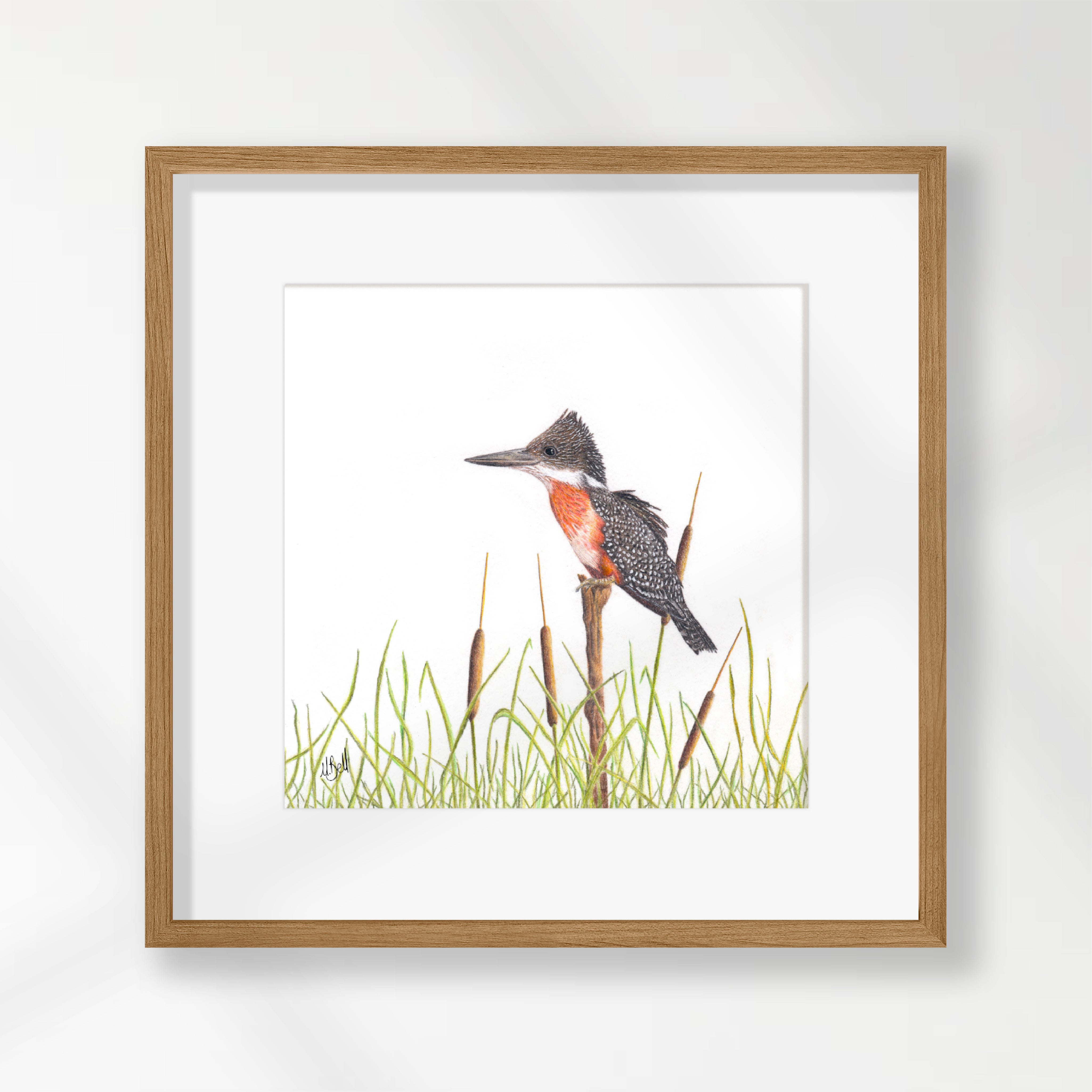 Giant Kingfisher - GKF