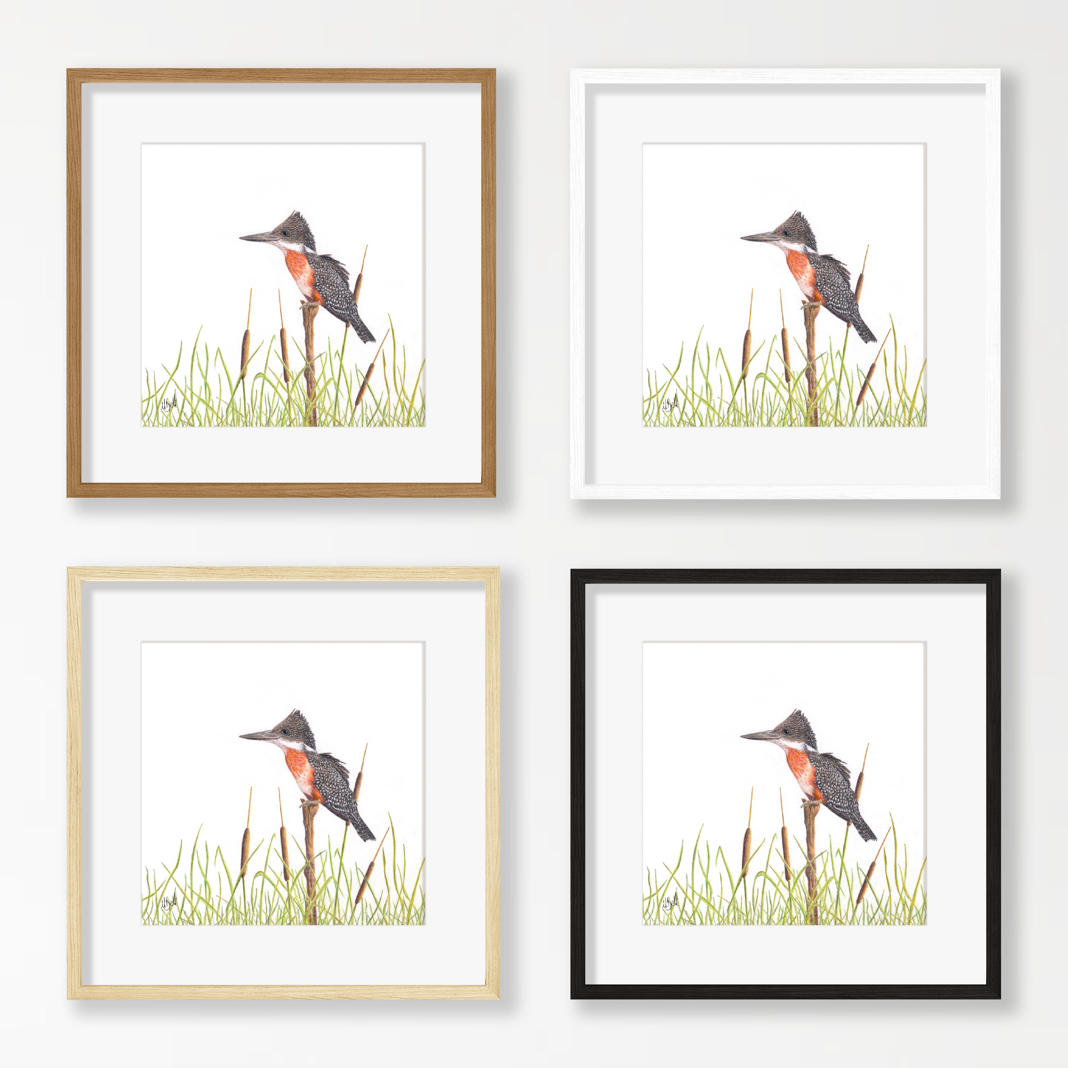 Giant Kingfisher - GKF
