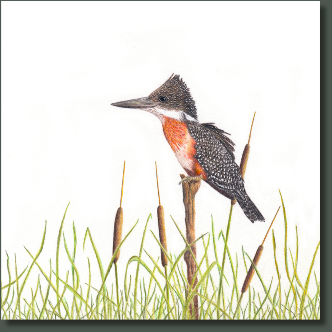 Giant Kingfisher (GKF) on Canvas