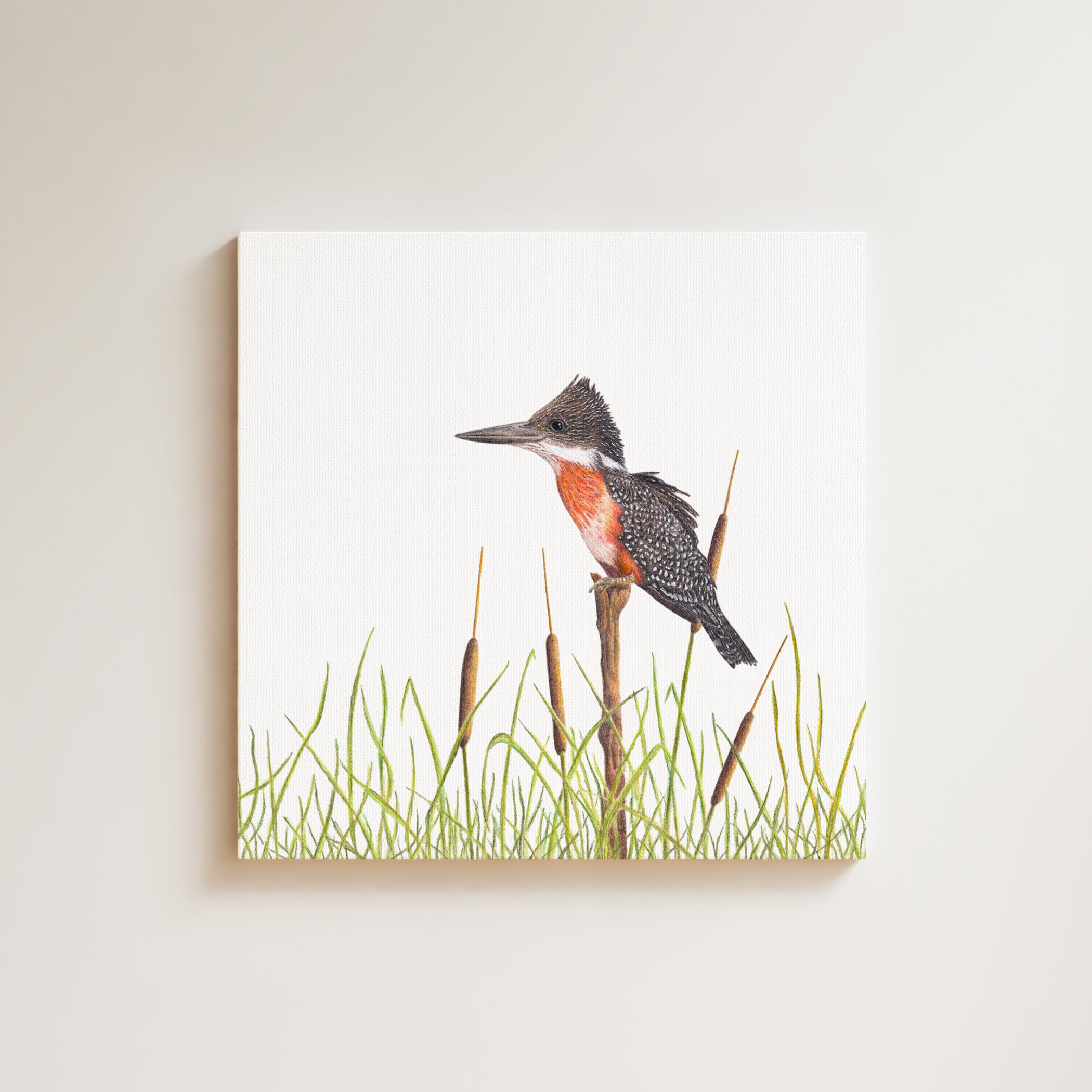 Giant Kingfisher drawing on canvas by South African wildlife artist Matthew Bell