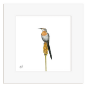 Gurney's Sugarbird - GNS
