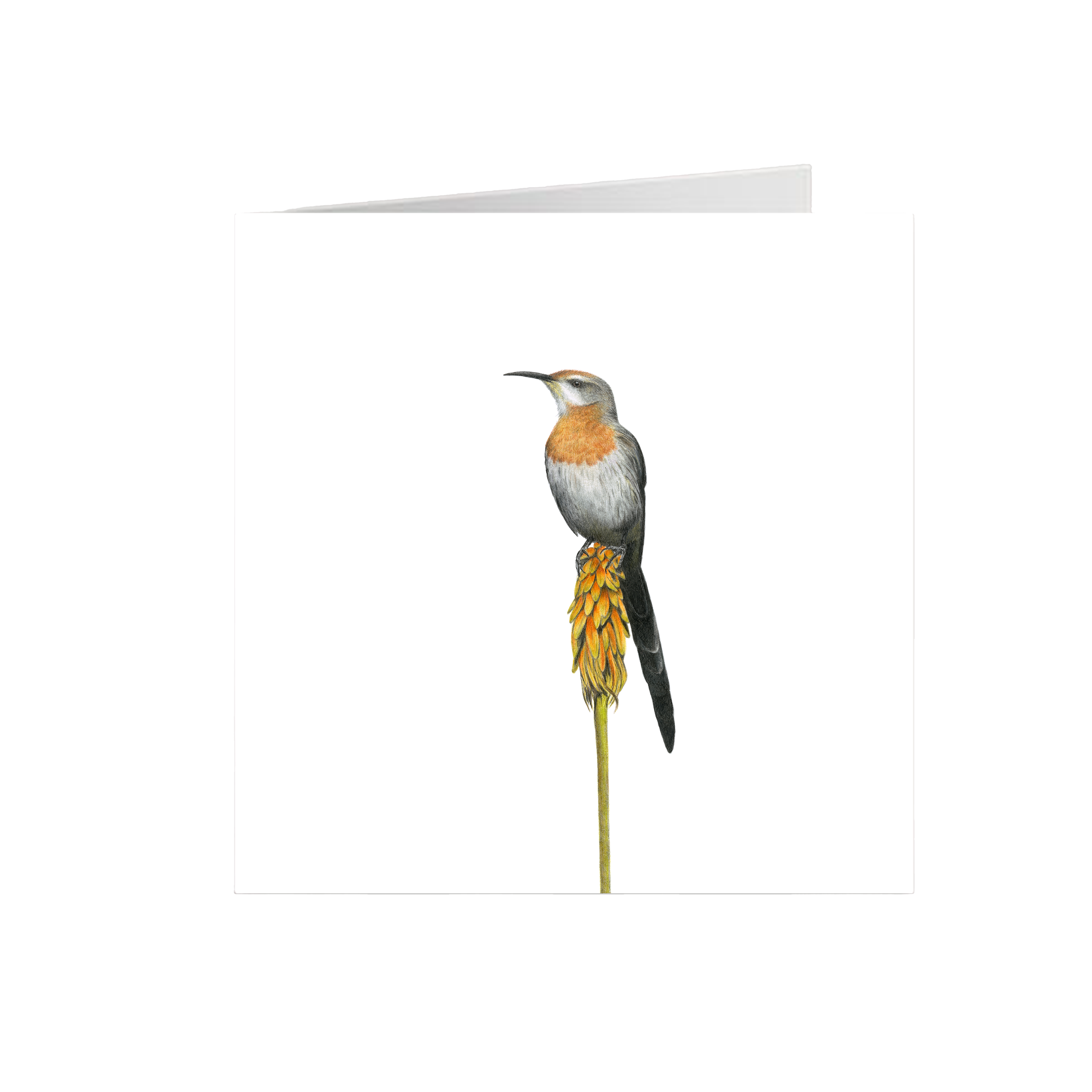 GNS_-_Birds.png