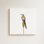 Gurney's Sugarbird (GNS) on Canvas