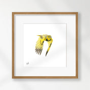 Golden Pipit - GPT