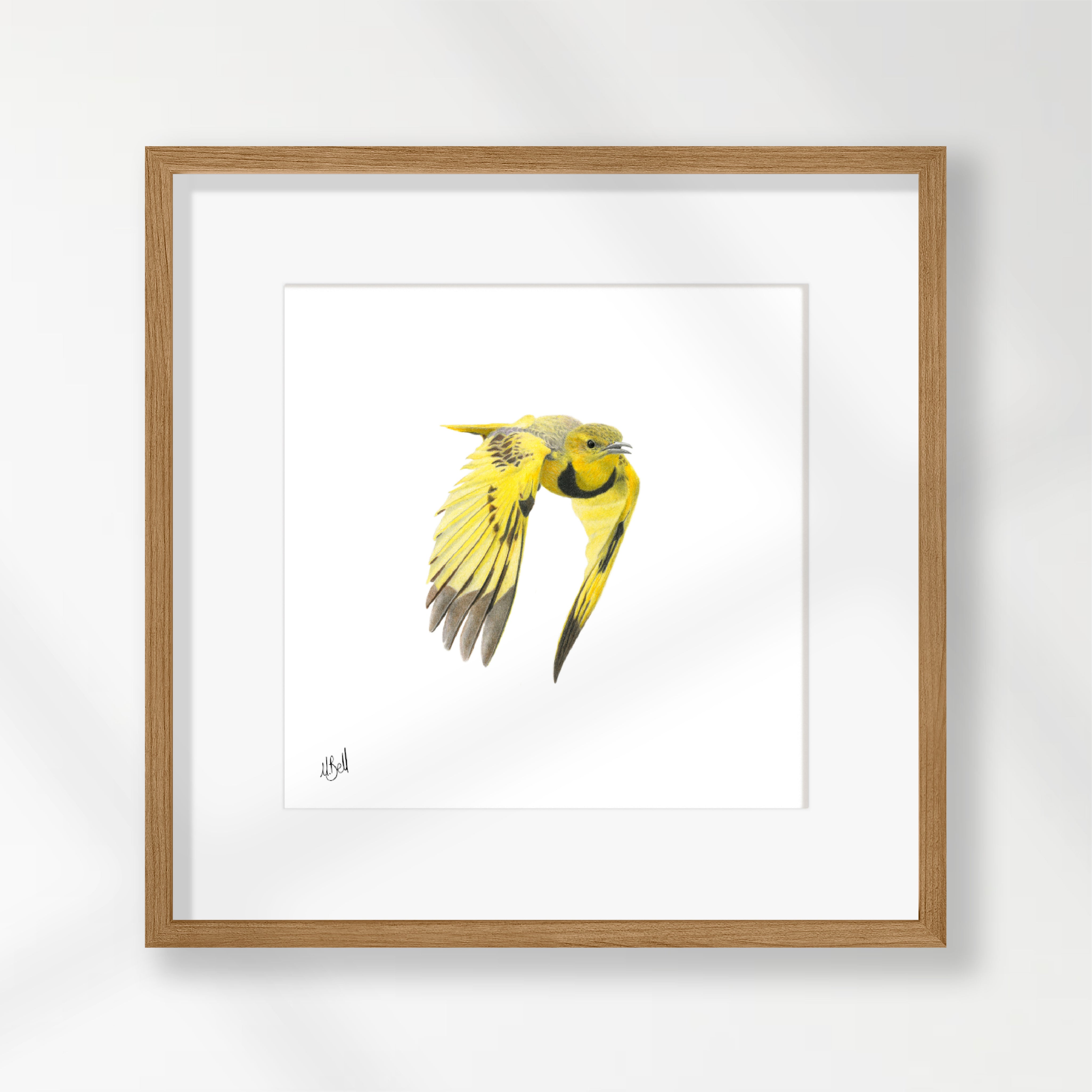 Golden Pipit - GPT