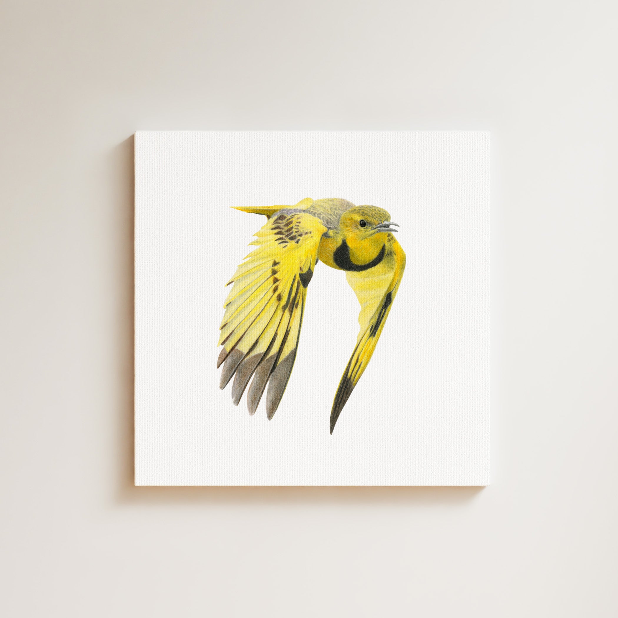 Golden Pipit drawing on canvas by South African wildlife artist Matthew Bell