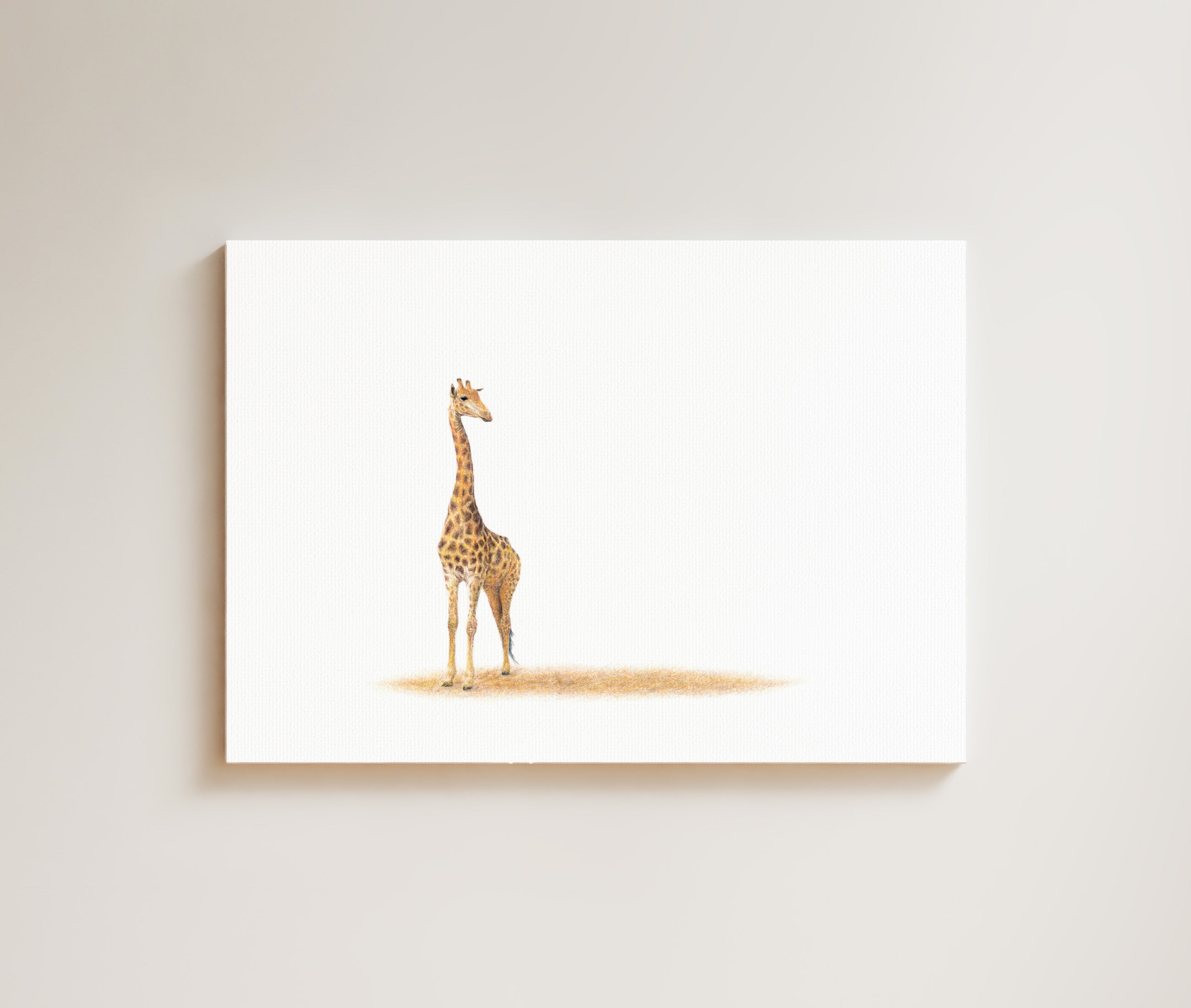 Giraffe drawing on canvas by South African wildlife artist Matthew Bell