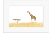 Giraffe and an Acacia Tree - GRF2