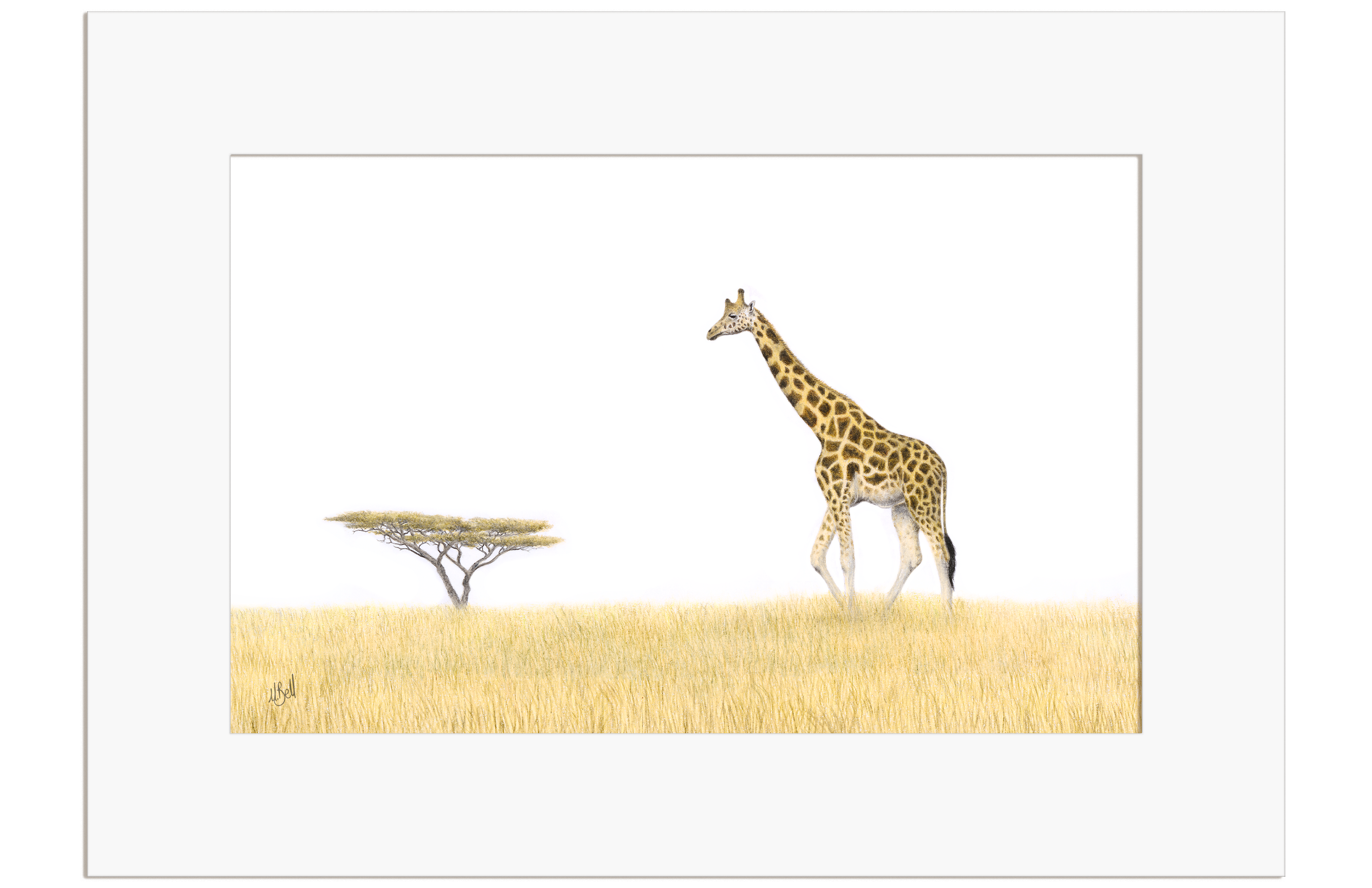 Giraffe and an Acacia Tree - GRF2