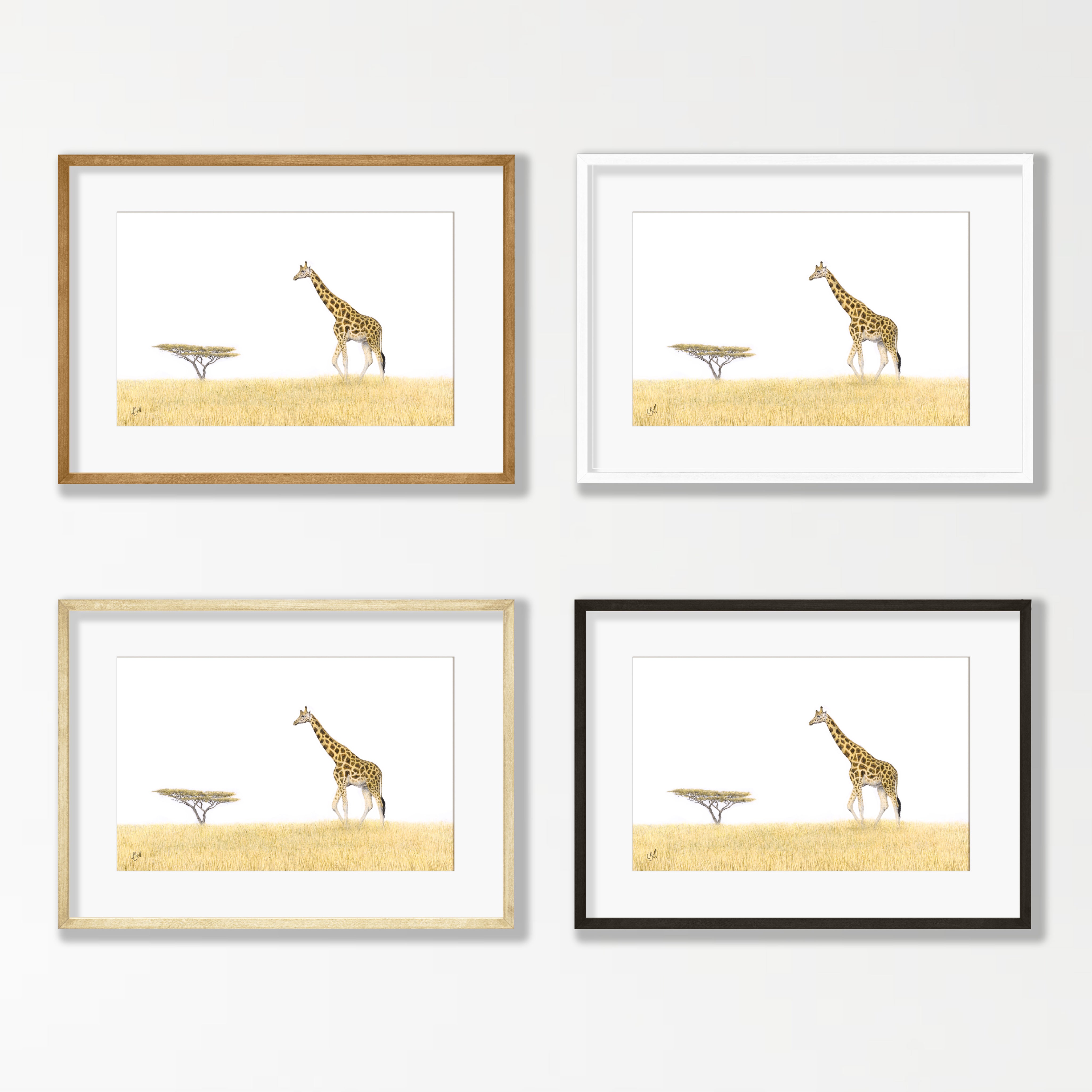 Giraffe and an Acacia Tree - GRF2