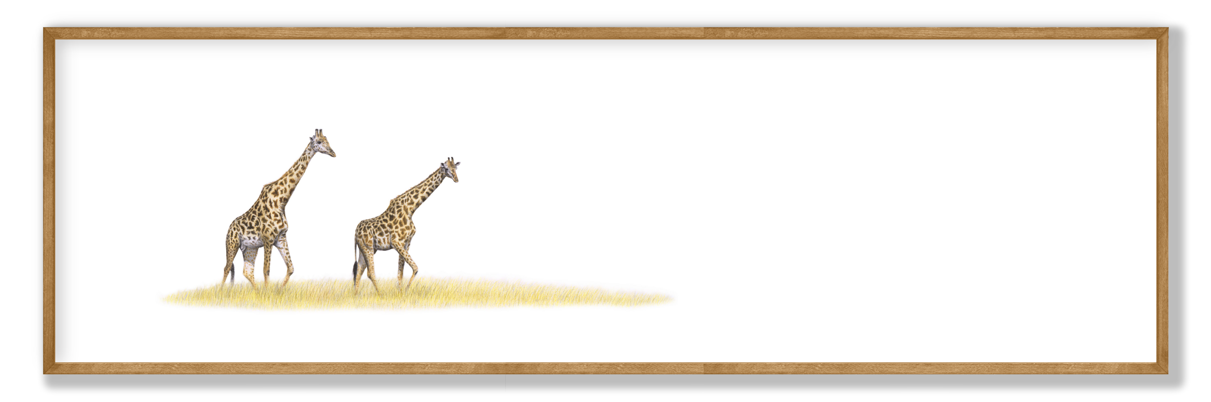 Giraffe Pair Panorama