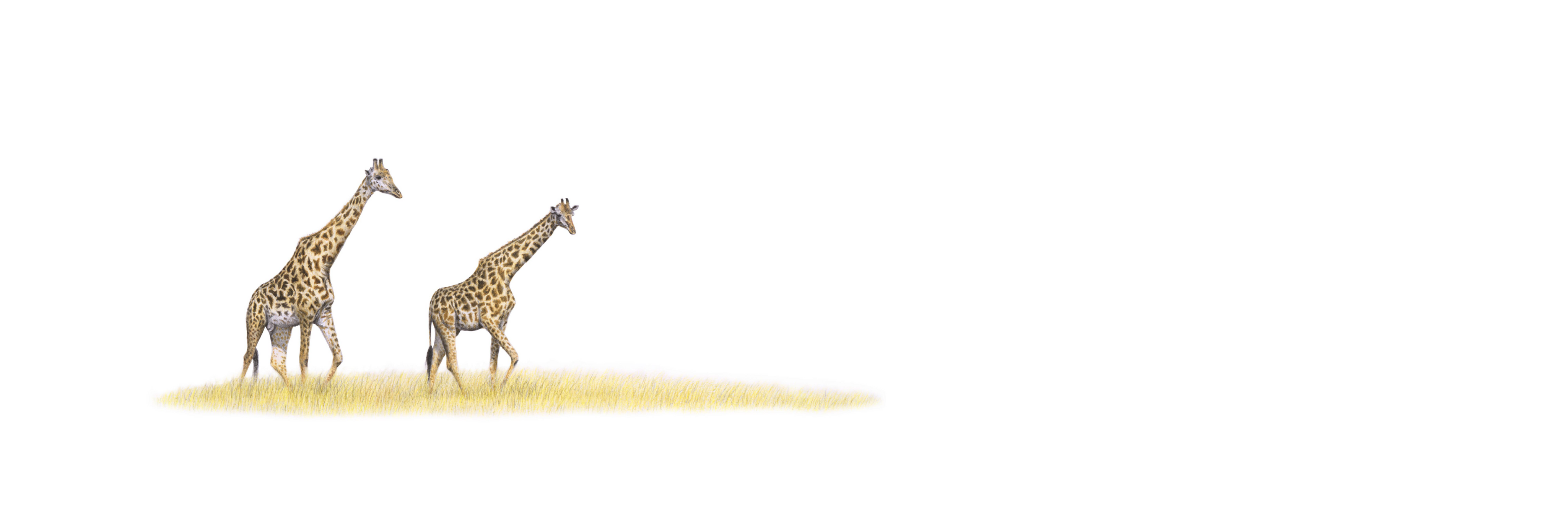 Giraffe Pair Panorama