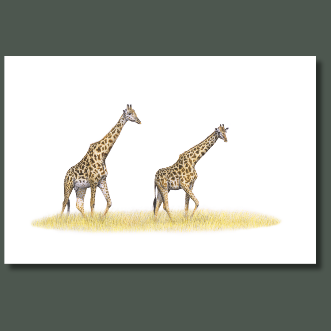 Giraffe pair in the Masaai Mara in Kenya canvas wall art print